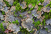 The lichen <em>Peltigera praetextata</em> i moist weather