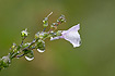 Pale Toadflax
