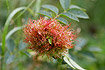 Rose galls are produced by the gall wasp <em>Diplolepis rosae</em>.