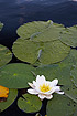 Leaves and flower of a Whtie Water-lily