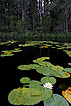 Swedish lake with water-lilies