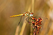 Photo ofRed-veined Darter (Sympetrum fonscolombei). Photographer: 