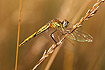 Photo ofRed-veined Darter (Sympetrum fonscolombei). Photographer: 