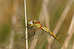 Red-veined Darter was seen in Denmark for the first time during the spring of 2007. This individual is freshly emerged a belongs to the second generation.