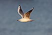 Winterplumaged Black-headed Gull in flight