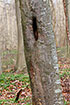 Beech trunks with crevices can be valuable daytime roosts for bats