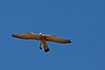 Male Lesser Kestrel with damaged tail