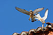 Two males of Lesser Kestrel fighting