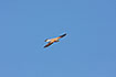 Photo ofLesser Kestrel (Falco naumanni). Photographer: 