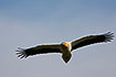 Egyptian vulture in flight