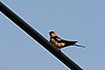 Red-rumped swallow resting on a wire