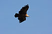 Photo ofGriffon Vulture (Gyps fulvus). Photographer: 
