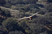 Griffon Vulture above Monfrage National Park