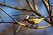 Blue Tit carrying nest material in its bill