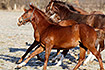 Foto af Hest (Equus caballus). Fotograf: 