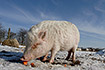 Pig eating carrots