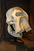 An elephant skull