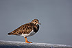 Ruddy Turnstone in winter plumage