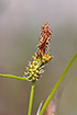 Photo ofSmall-fruited Yellow-sedge (Carex viridula). Photographer: 