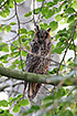Long-eared Owl - adult