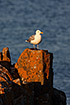 Herring Gull resting on a lichen covered rock