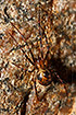 Photo ofEuropean Cave Spider (Meta menardi). Photographer: 