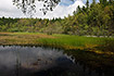 Forest lake on the Baltic Island Bornholm
