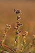 Photo ofGreat Fen-Sedge  (Cladium mariscus). Photographer: 