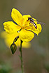 Flower of a Common Rock Rose with a hoverfly
