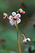 Photo ofUmbellate Wintergreen (Chimaphila umbellata). Photographer: 