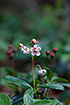 Photo ofUmbellate Wintergreen (Chimaphila umbellata). Photographer: 