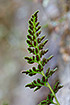 Photo ofBlack Spleenwort  (Asplenium adiantum-nigrum ). Photographer: 