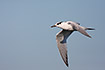 Young Sandwich Tern in flight