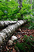 Fallen birch trunks with the fungi Birch Bracket