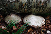 Foto af Birkeporesvamp (Piptoporus betulinus). Fotograf: 