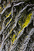 Photo ofLemon lichen (Candelaria concolor). Photographer: 