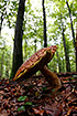 A large decaying boletus fungi on the floor of a Danish beech forest