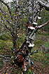 Birch tree with Birch Bracket