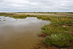 Coastal meadow under invasion of Common Cordgrass