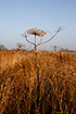 Giant Hogweed in winter