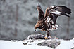 Foto af Kongern (Aquila chrysaetos). Fotograf: 