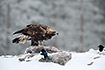 Golden Eagle at a carcass