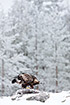 Golden Eagle at a carcass in a finnish winter landscape
