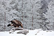 Golden Eagle at a carcass in a finnish winter landscape