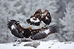 Two golden eagles fighting over a carcass