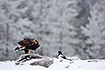 Golden eagle at a carcass with magpies