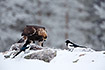 Golden eagle at a carcass with magpies