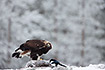 Youbg golden eagle at a carcass