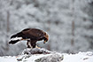 Golden eagle inspecting the frozen food
