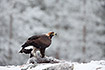 Young golden eagle at a carcass